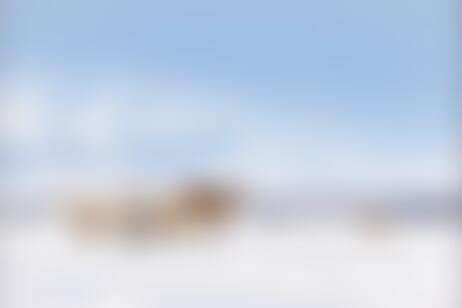 Photo: Caribou Selawik National Wildlife Refuge, courtesy of Lisa Hupp U.S. Fish and Wildlife Service