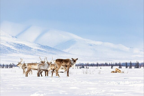 Photo: Caribou Selawik National Wildlife Refuge, courtesy of Lisa Hupp U.S. Fish and Wildlife Service