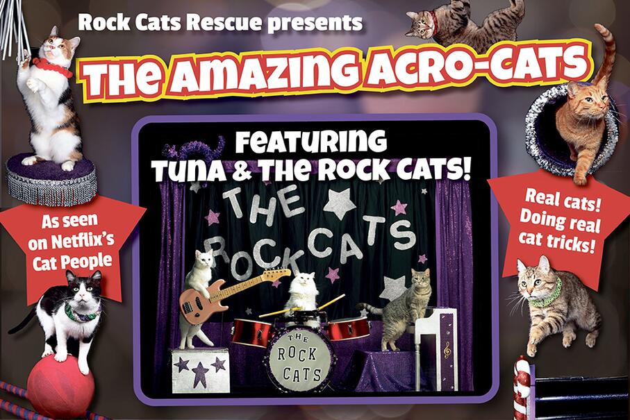 The Amazing AcroCats MATCH