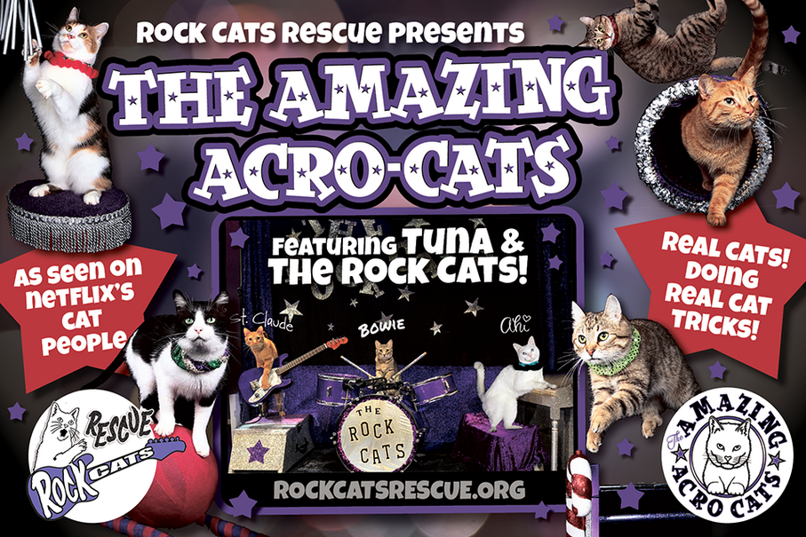 The Amazing AcroCats! MATCH