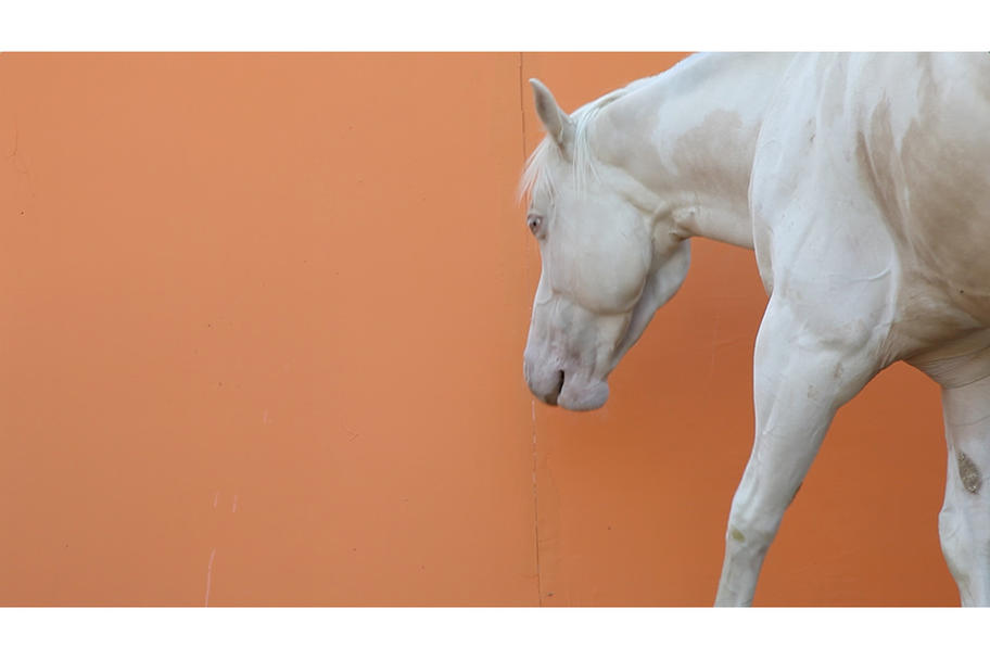 CounterCurrent 18 - Horse Dream Horse