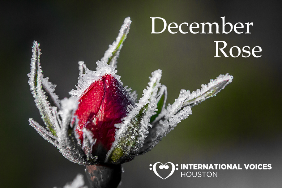 IVH - December Rose IVH - December Rose
