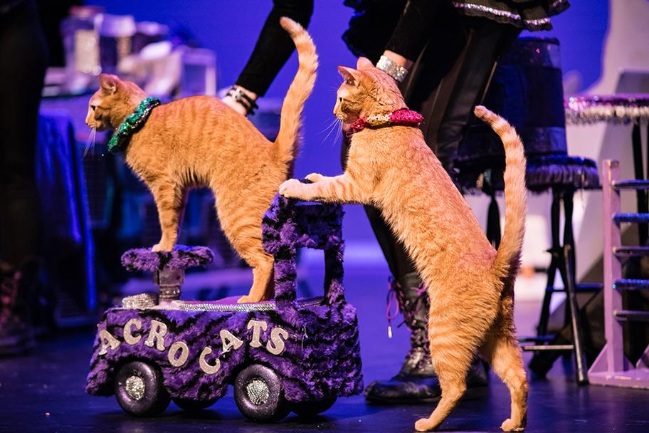 The Amazing Acro cats Featuring Tuna and the Rock Cats MATCH